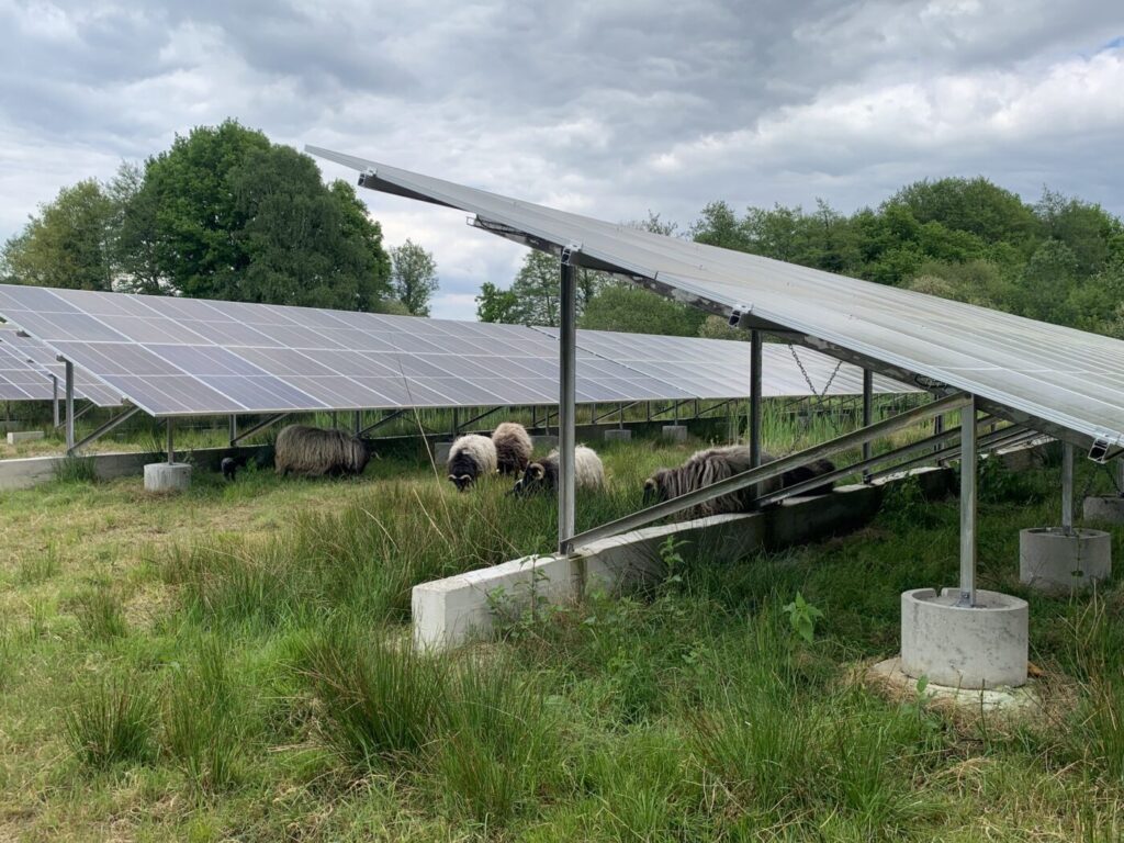 écopaturage / Cédric Noizat - commune -Parc photovoltaïque d’Ambazac : innover pour l’autonomie énergétique, Mark Eckental, mai 2025